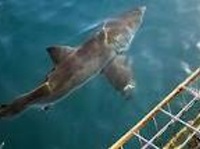 SHARK DIVING & VIEWING FULL DAY TOUR